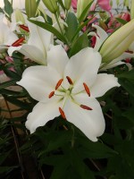 [4300 Forano VH No02.JPG]